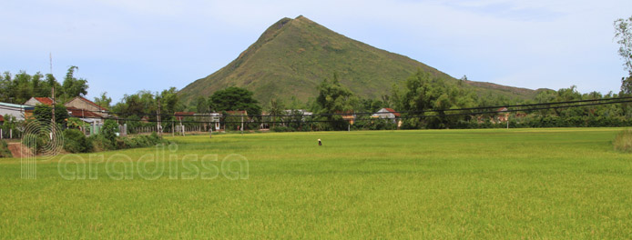 Rice fields outside of Quy Nhon City