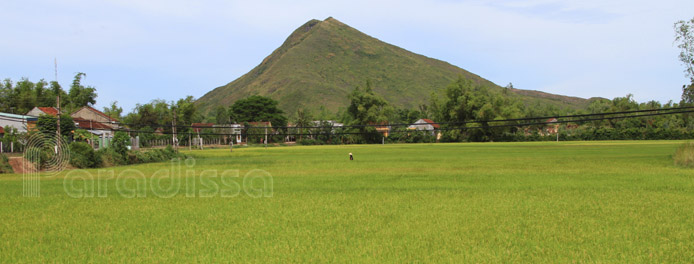 Rice fields outside of Quy Nhon City Rice fields outside of Quy Nhon City