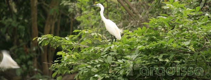 Bang Lang Stork Sanctuary in Can Tho, Vietnam