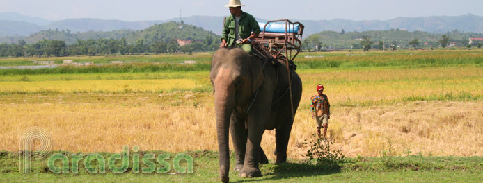 promenade à dos d'éléphant au lac Lak, Dak Lak, Vietnam