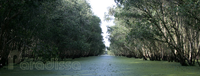 The Tram Chim Nature Reserve