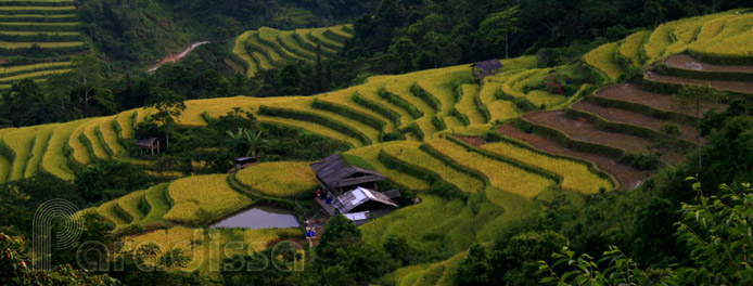 Rice terraces at Hoang Su Phi