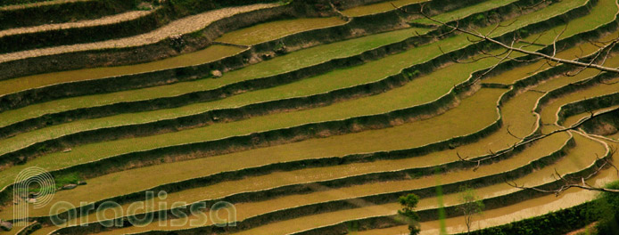 Flooded terraces at Hoang Su Phi, Ha Giang