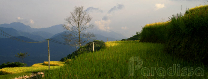 Mountains and golden rice terraces at Hoang Su Phi, Ha Giang