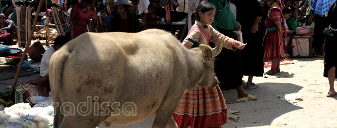 Xin Man Market, Ha Giang