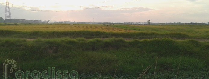 Rice fields at Hai Duong Vietnam