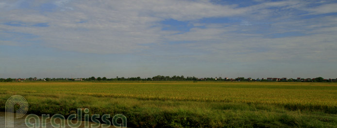 Ricefields at Hai Duong, Vietnam