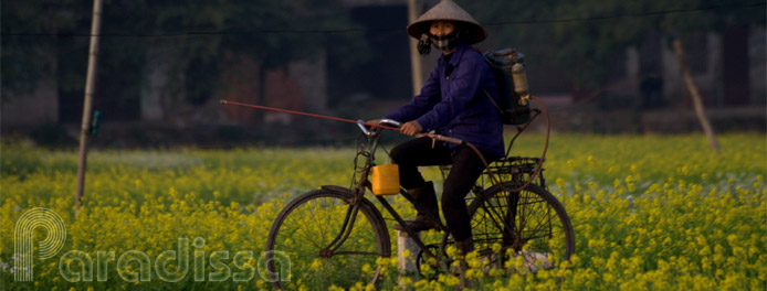 School girls cycling amid flower fields on the outskirt of Hanoi