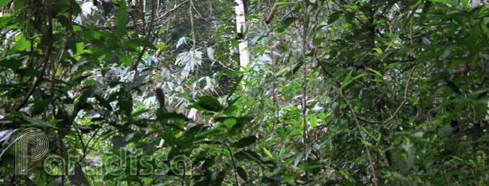 Birding at Bach Ma National Park