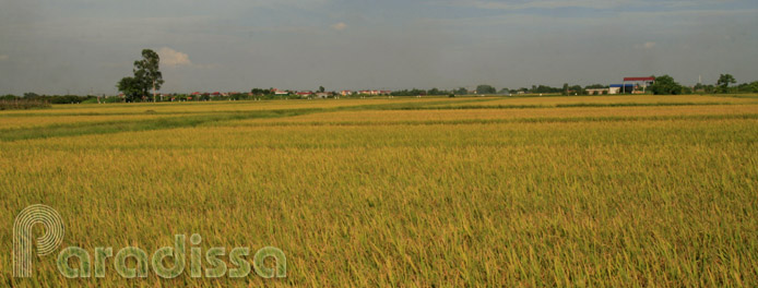 Golden rice in Hung Yen Vietnam