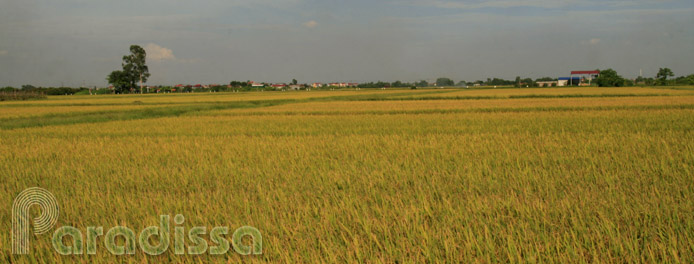 Golden rice in Hung Yen Vietnam Golden rice in Hung Yen Vietnam