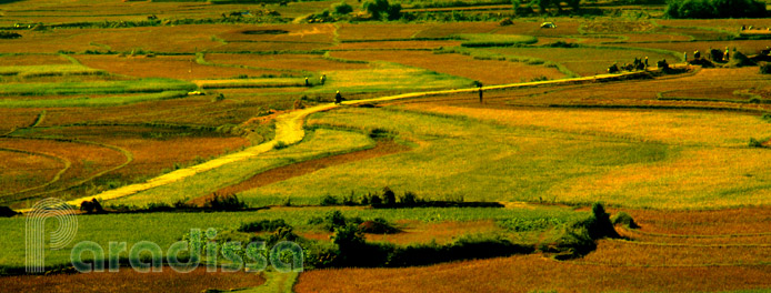 Ricefields at Muong Vi, Bat Xat, Lao Cai