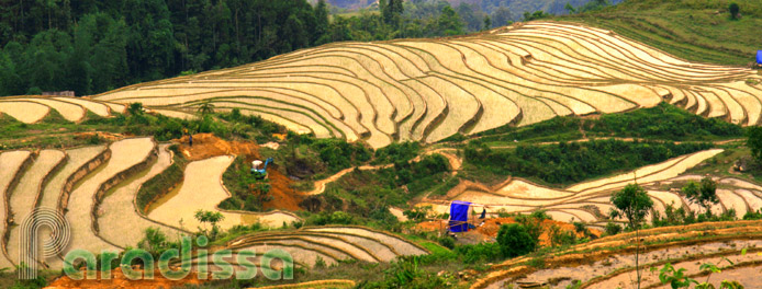 Rice terraces at Trinh Tuong, Bat Xat, Lao Cai Rice terraces at Trinh Tuong, Bat Xat, Lao Cai