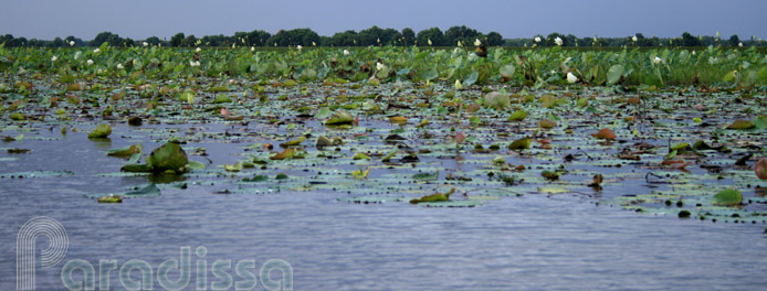 Lang Sen Wetland Reserve, Long An, Vietnam