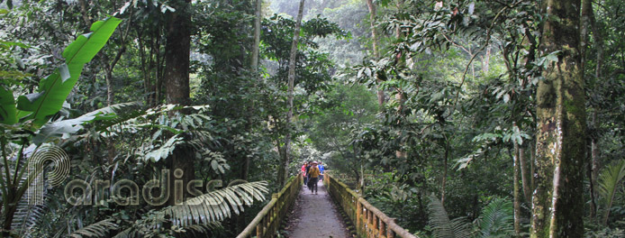 Parc national de Cuc Phuong