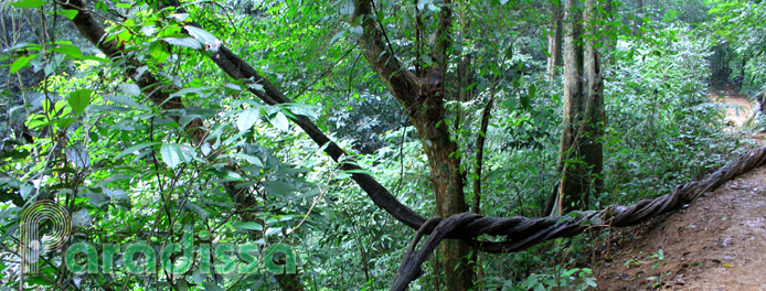 Cuc Phuong National Park