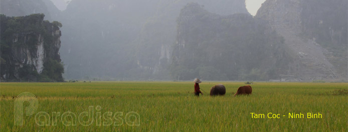 Ninh Binh au Vietnam