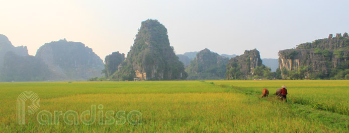 rizière à Tam Coc, Ninh Binh, Vietnam