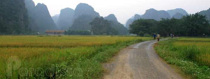 Rice fields at Tam Coc, Ninh Binh