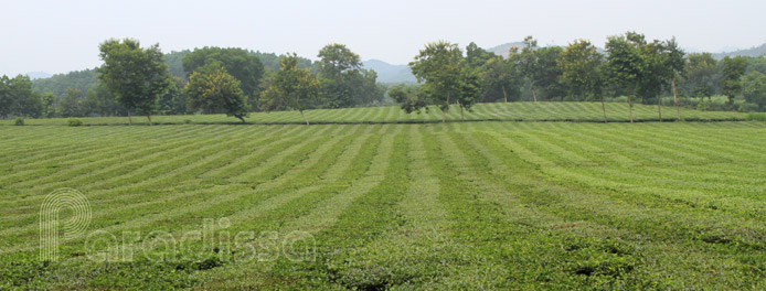 plantation de thé à Phu Tho