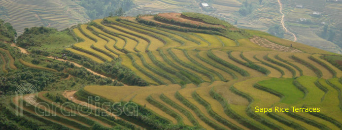 rizières en terrasses à Sapa au Vietnam