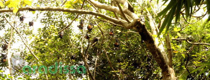 The Bat Pagoda at Soc Trang