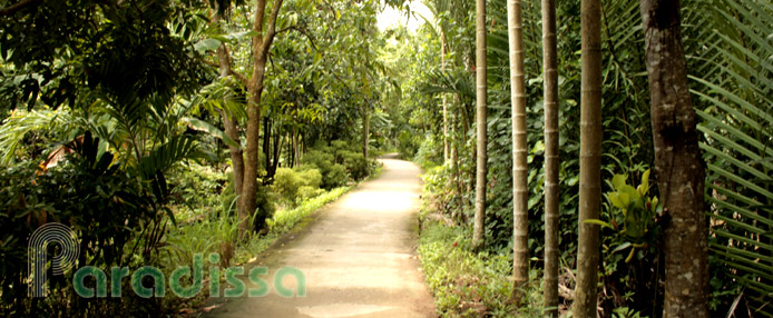 A leafy trail on An Thanh Nhat Island at Soc Trang