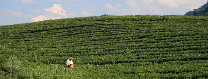 Picking tea leaves at Moc Chau