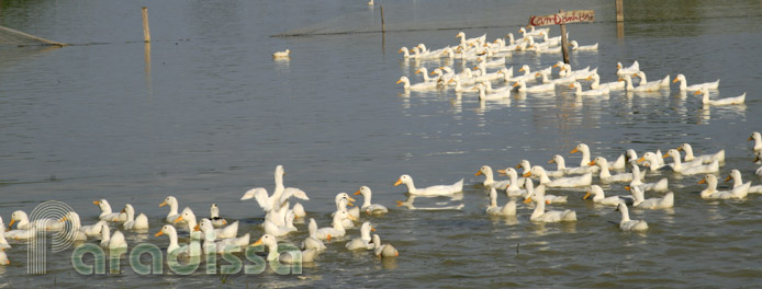 Ducks in the countryside of Thai Binh Vietnam