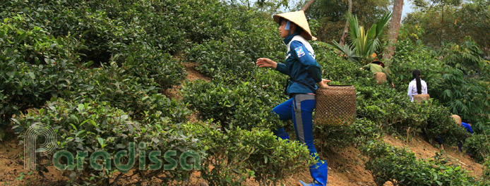 Picking tea leaves at Khuon Tat