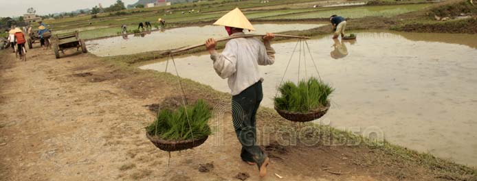 Farmers at work at Ho Family's Citadel