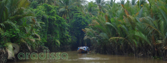 Coconut forests at My Tho