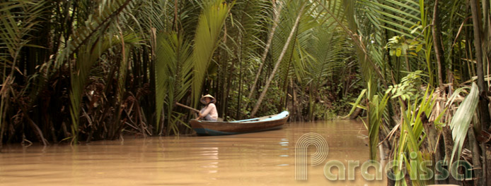 forêt de cocotiers dans la province de Tien Giang