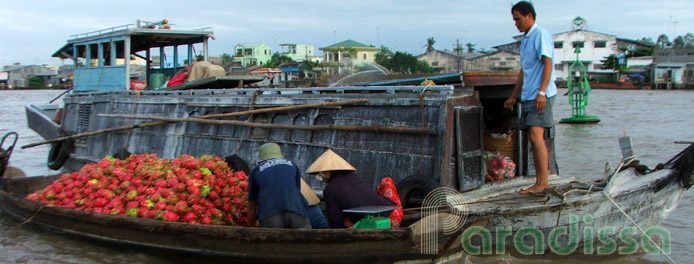 A little boat full of dragon fruits at Vinh Long