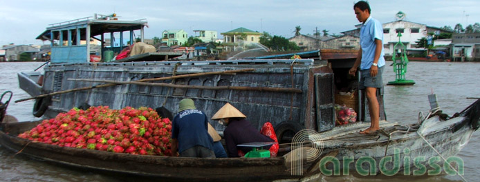 A little boat full of dragon fruits at Vinh Long A little boat full of dragon fruits at Vinh Long