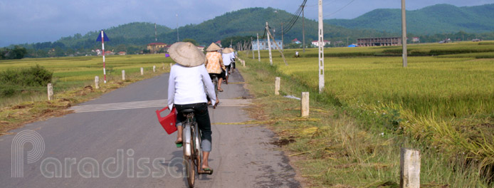 Ricefields at Tam Dao, Vinh Phuc Ricefields at Tam Dao, Vinh Phuc