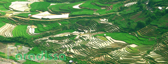 Rice terraces at Cao Pha Valley