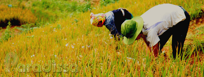 Recolte du riz à Mu Cang Chai