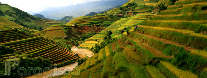 Golden rice terraces at Mu Cang Chai