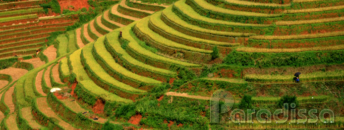 Golden rice terraces at Mu Cang Chai