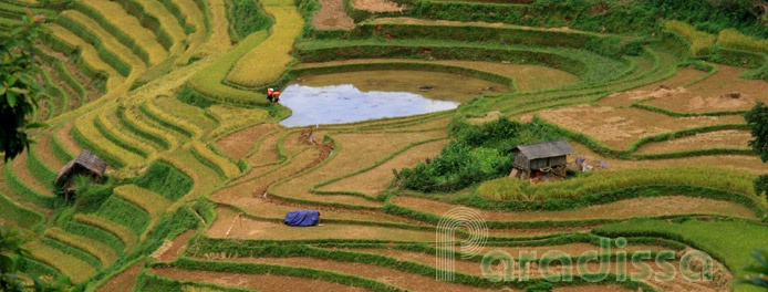 Golden rice at Mu Cang Chai, Yen Bai