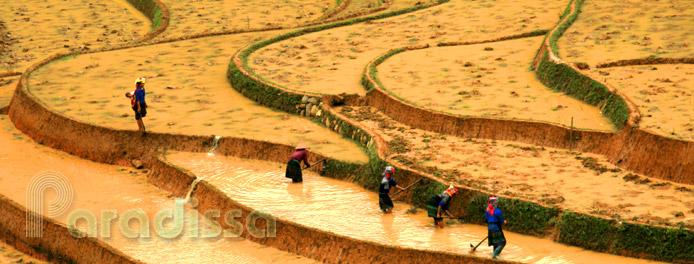 Mu Cang Chai Yen Bai