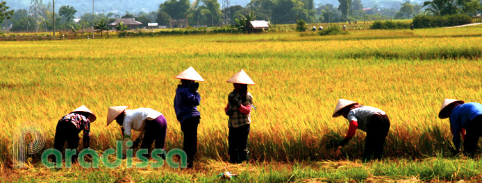 La récolte du riz à Muong Lo, Yen Bai