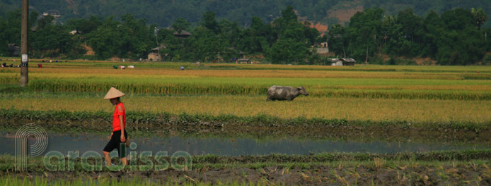 The Muong Lo Valley, Nghia Lo, Yen Bai