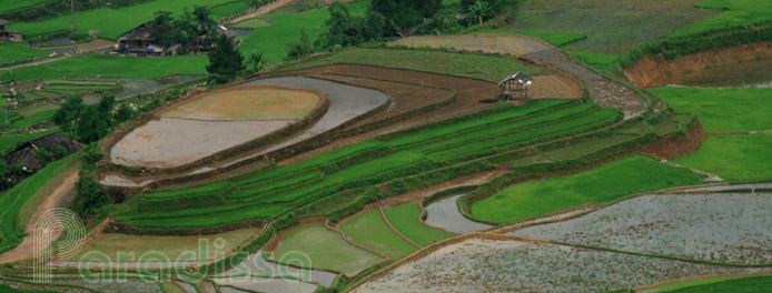 rizières en terrasses à Tu Le Yen Bai Vietnam