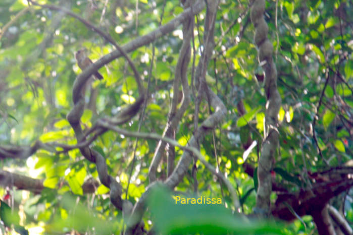 Buff-breasted babbler in Vietnam