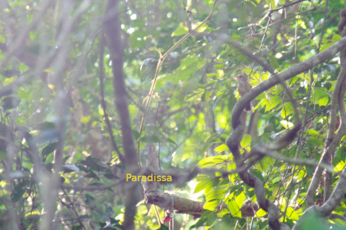 Buff-breasted babbler in Vietnam