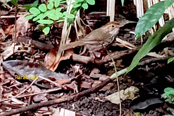 Puff-throated babbler in Vietnam