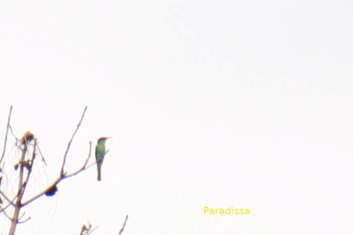 Blue-throated bee-eater in Vietnam in May 2026