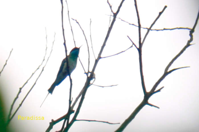 Blue-throated bee-eater in Vietnam in May 2026